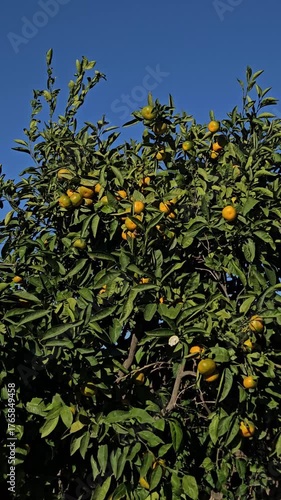 Vertical shot of  tangerines on the tree, tangerine harvest