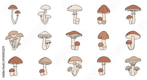 Various mushroom illustrations showcasing different shapes and sizes in nature.