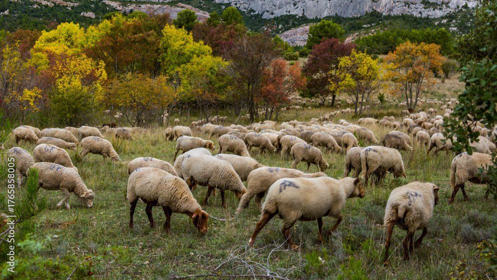 Fototapeta premium BREBIS,MOUTONS