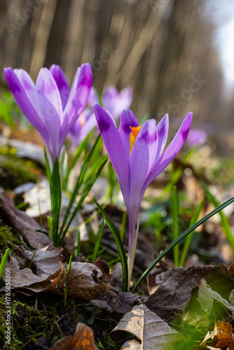 Close up detail with a Crocus heuffelianus or Crocus vernus spring giant crocus. purple flower blooming in the forest