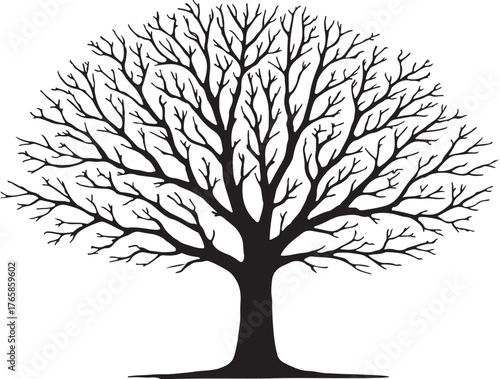 Silhouette of an old, leafless tree exhibits a stark beauty against
