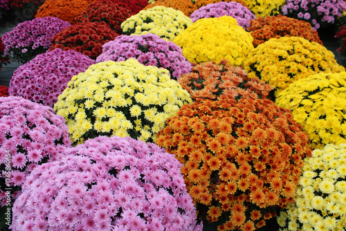 Obraz na plátně Toussaint chrysanthèmes