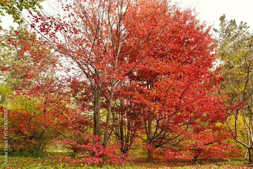 .Red branches of parrotia persica