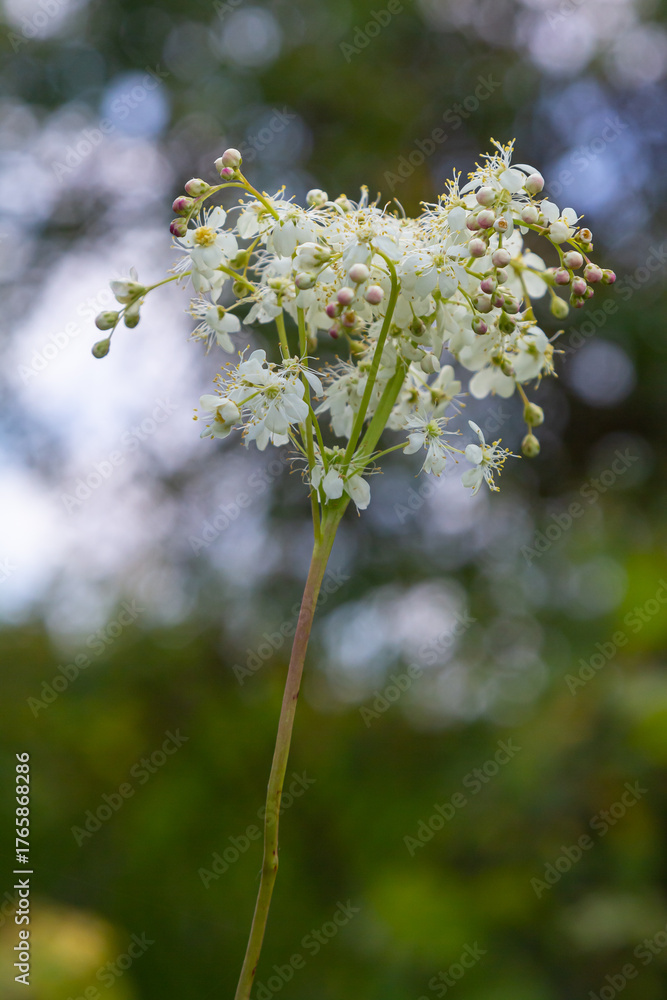 Fototapeta premium Filipendula vulgaris blooming in early summer in a pasture. Commonly known as dropwort or fern-leaf dropwort, is a perennial herbaceous plant in the family Rosaceae
