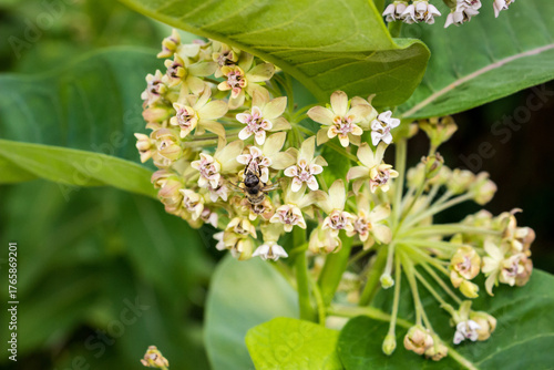 fluffy bumblebee on a flower, inflorescence, collects nectar, common cottongrass, many small flowers, leaves in the background, meadow, close-up