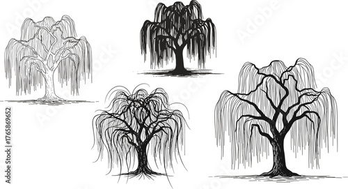Beautiful hand-drawn willow trees illustration, vintage weeping willow sketches, natural tree art collection, botanical forest drawing, nature landscape design, engraving style