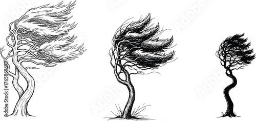 Wind-blown trees illustration — strong windstorm effect on trees, black and white sketch of nature resilience and weather concept