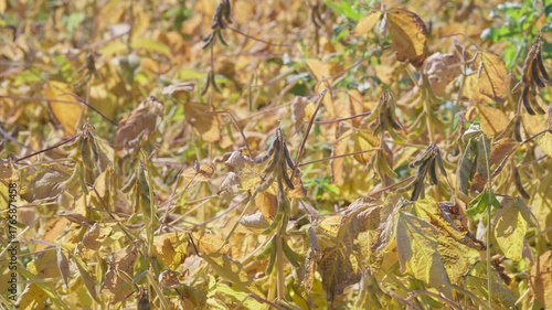 Wallpaper Mural The Golden Fall Foliage transforms a lush field into a stunning seasonal landscape of beauty Torontodigital.ca
