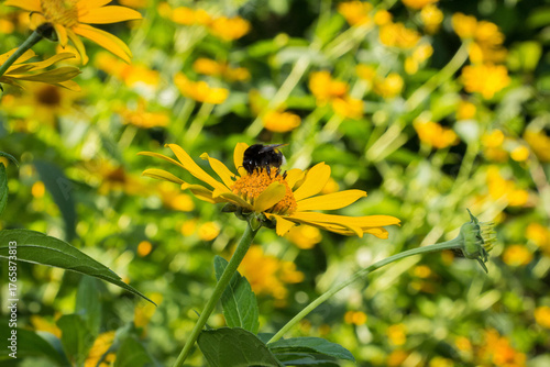 fluffy bumblebee on a flower, yellow daisy, collects nectar, many blooming in background, meadow, close-up, blurred background, summer, horizontal photo