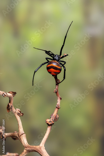 A close-up of a female black widow spider (Latrodectus) perched on a dry branch.