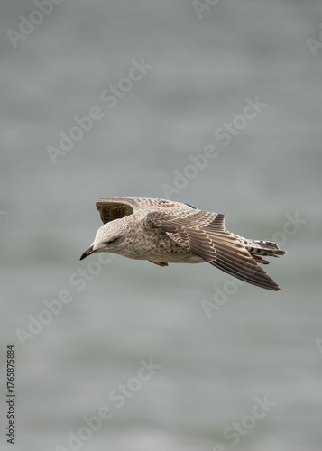 Mewa w locie nad wodą, uchwycona w powietrzu z rozpostartymi skrzydłami. Zdjęcie oddaje lekkość i wolność dzikiego ptaka szybującego nad morzem w słoneczny dzień. Dynamiczna scena przyrodnicza pełna r
