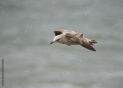 Mewa w locie nad wodą, uchwycona w powietrzu z rozpostartymi skrzydłami. Zdjęcie oddaje lekkość i wolność dzikiego ptaka szybującego nad morzem w słoneczny dzień. Dynamiczna scena przyrodnicza pełna r