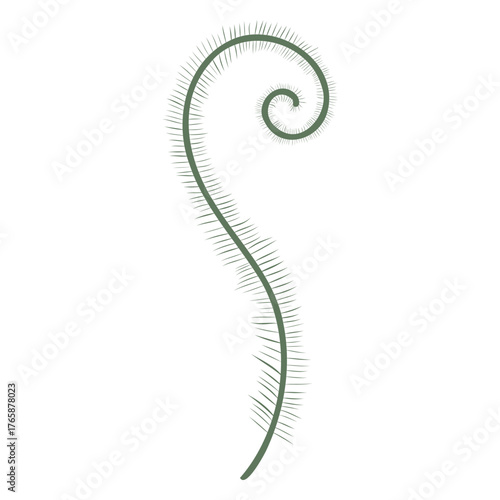 Fern frond vector illustration on white background, Fiddlehead vector. Botanical element, greenery