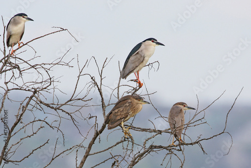Obraz na plátně Two juvenile and two adult black-crowned night herons (Nycticorax nycticorax) pe