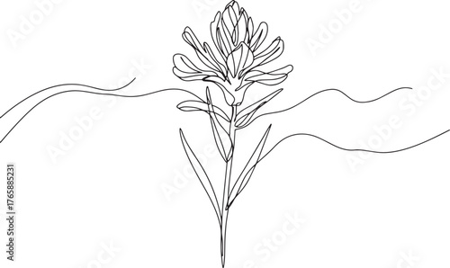 Elegant single line drawing of indian paintbrush flower with abs