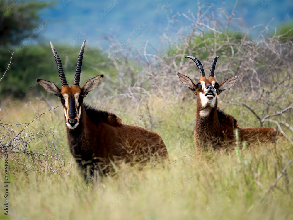 Obraz premium Rappenantilope (Hippotragus niger)