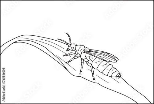 Thrips insect illustration, delicate wings and detailed body on