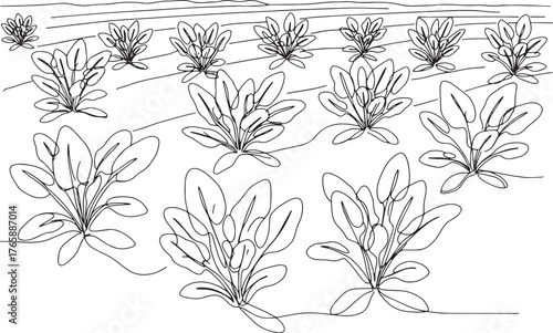 Minimalist line art illustration showcasing rows of spinach plan