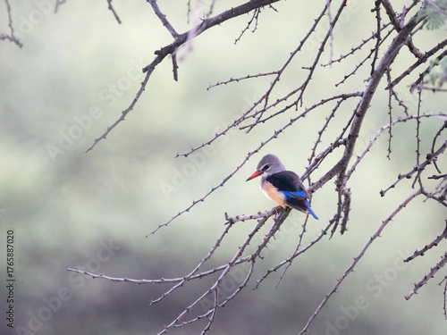 Foto Braunkopfliest (Halcyon albiventris)