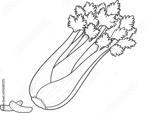Monochrome Celery Stalks with Line Art for Healthy Food Illustra