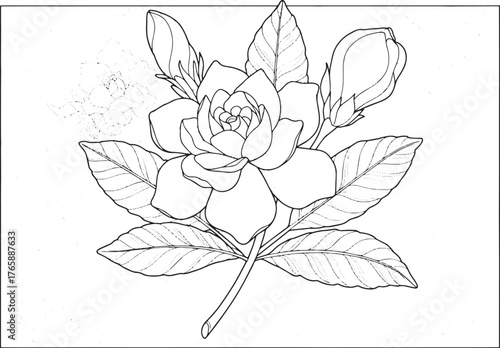 Elegant gardenia flower illustration with intricate swirl patter