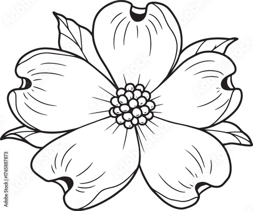 Elegant dogwood flower illustration with intricate line work and