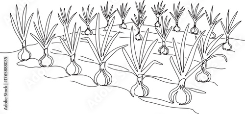 Minimalist Onion Farm: A Line Drawing Depicting Agriculture and