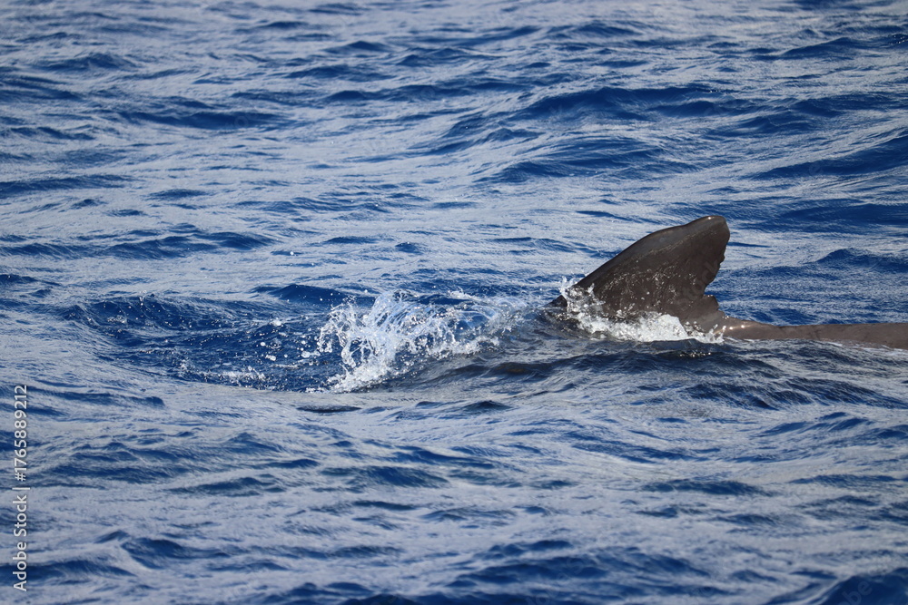 Obraz premium Dolphin and whale watching Los Gigantes Tenerife