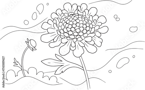 Delicate Scabiosa Flower Illustration in Minimalist Black and Wh