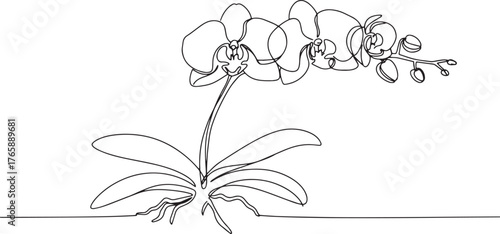 Elegant orchid illustration in a single continuous line drawing