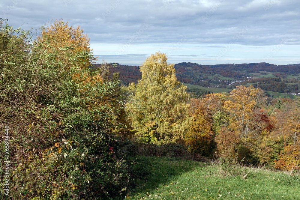 Fototapeta premium Waldrand im Odenwald im Herbst