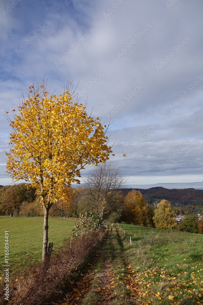 Naklejka premium Herbst im Odenwald
