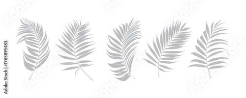 Palm leaf silhouette, outline or shadow isolated on white background. Grey palm leaves.	