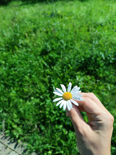 Woman hand holds a daisy with white petals against a background of green grass