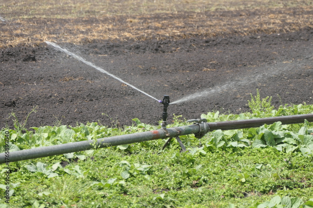 Fototapeta premium Bewässern in der Landwirtschaft