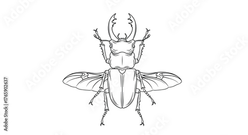 Detailed line drawing of a stag beetle with open wings.