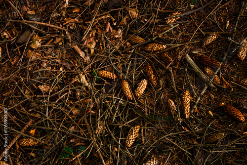 Top-down view of pine cones, dry leaves, and branches scattered across the autumn forest floor in Ticknock