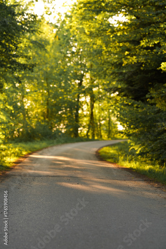 road in the forest