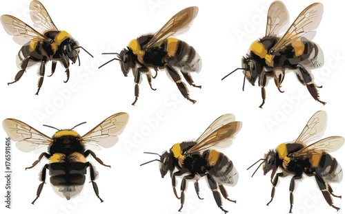 Close up macro photography of six bumblebees with detailed wings and fuzzy bodies isolated on white background, insect nature concept