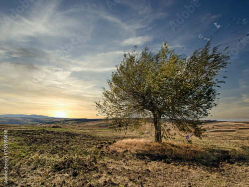 tree at sunset