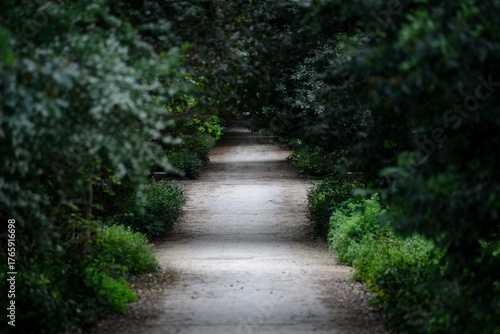 wooded path with trees