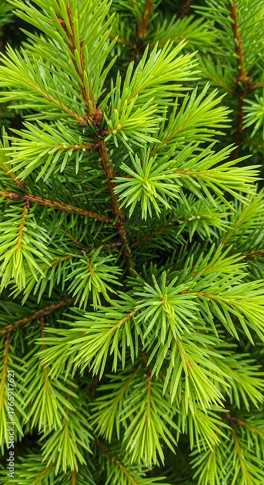 Fototapeta premium Close-up of vibrant green spruce tree branches and needles.