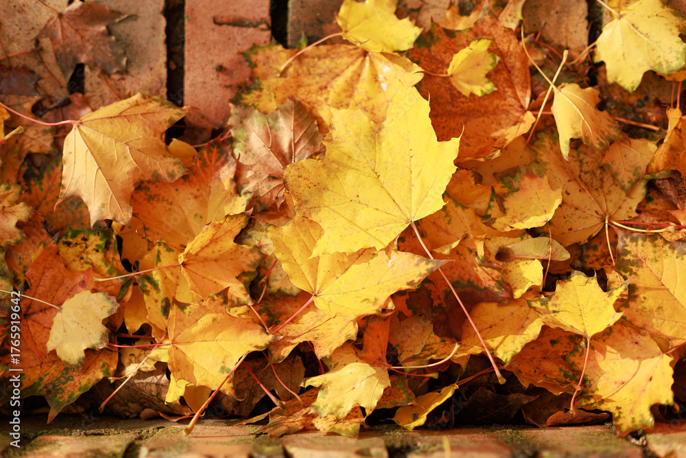 Obraz premium Yellow and brown autumn leaf pile on pavement surface. Great for texture background, seasonal design element, nature closeup poster or autumn mood card template.