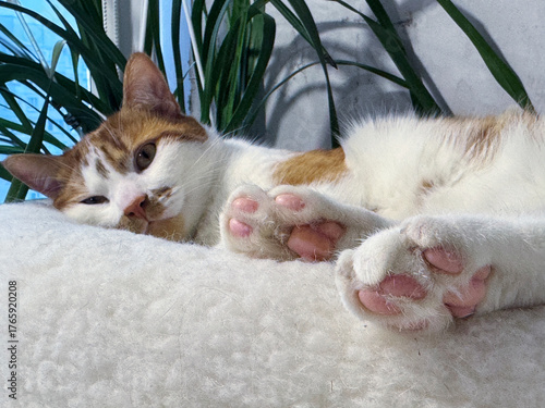 Ginger and white cat lying sadly on its side on a pet bed