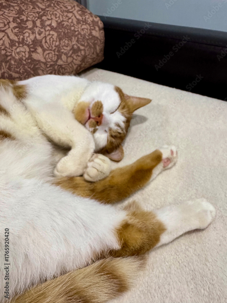 Fototapeta premium Ginger and white cat sleeping on its side. Oblique Angle.