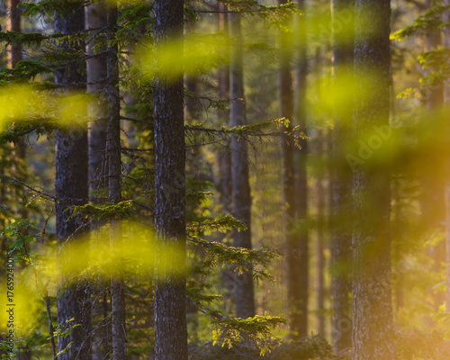 Sunlight filters through trees in a serene Swedish forest during the morning hours