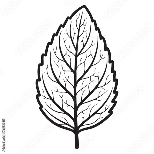 Black and White Outline of a Mint Leaf with Veins on White Background drawing illustration