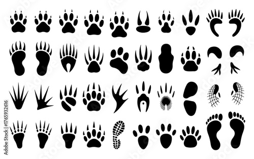 Collection of various animal footprints and tracks, showcasing the diversity of wildlife