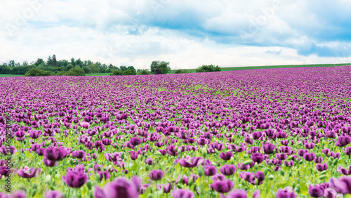Scenic rural landscape with opium poppy field purple blooms. Papaver somniferum. Beautiful flowering herb growing for edible seeds in idyllic spring scenery with sky, green trees or meadow on horizon.