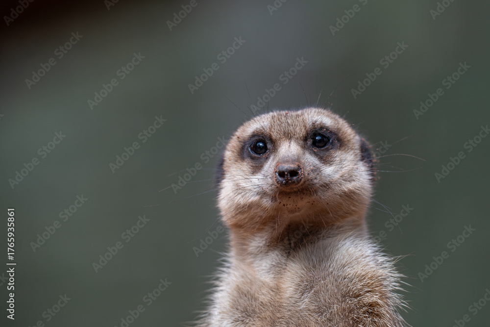 Fototapeta premium Alert Meerkat Portrait on Lookout